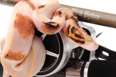 white-python-2