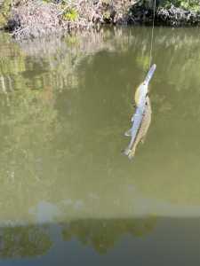 IMG 2346