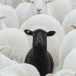 Blksheepfishing
